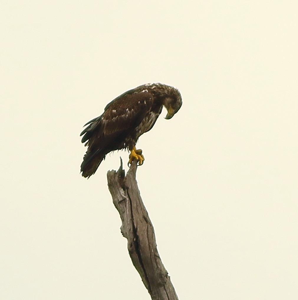 Bald Eagle - ML151974781