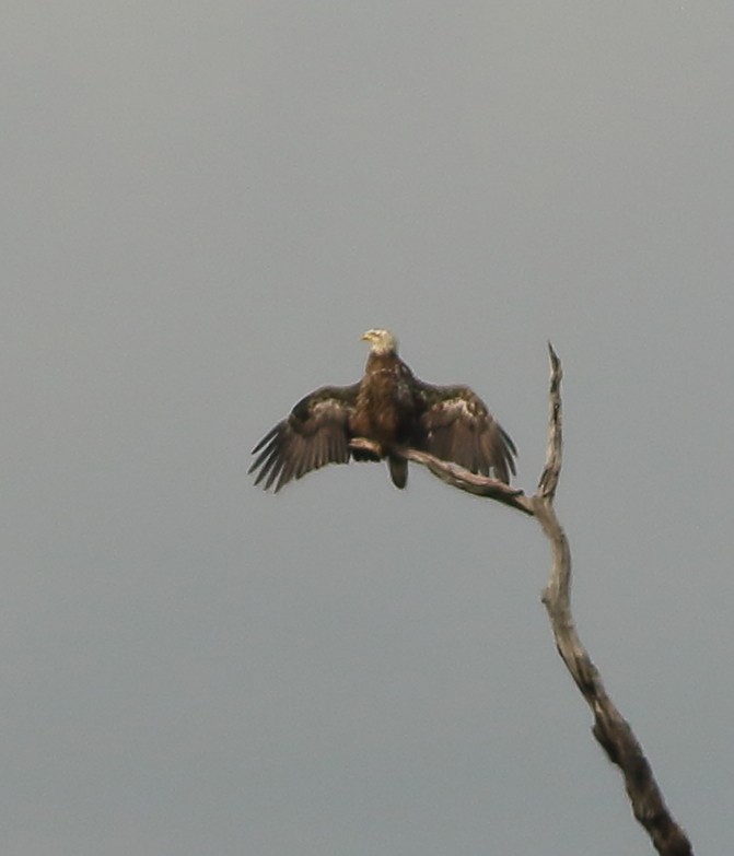 Bald Eagle - ML151974851