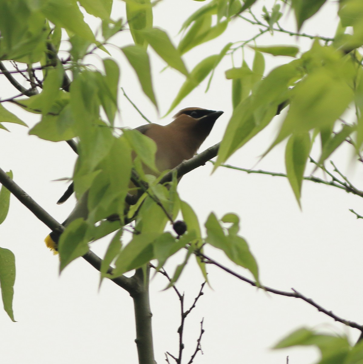 Cedar Waxwing - ML151975161