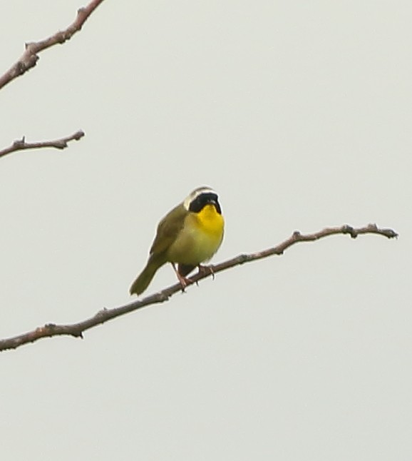 Common Yellowthroat - ML151975211