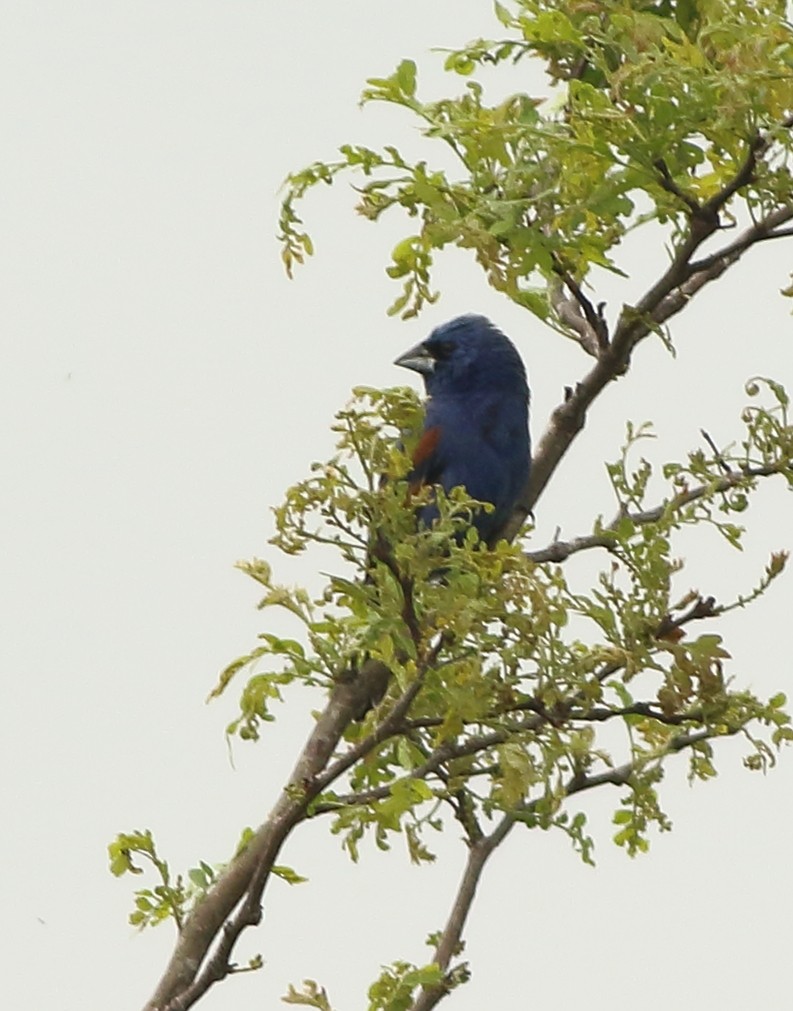 Blue Grosbeak - ML151975341