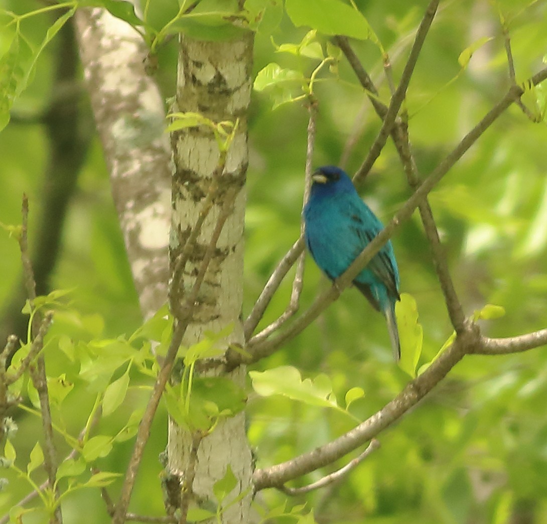 Indigo Bunting - ML151975371