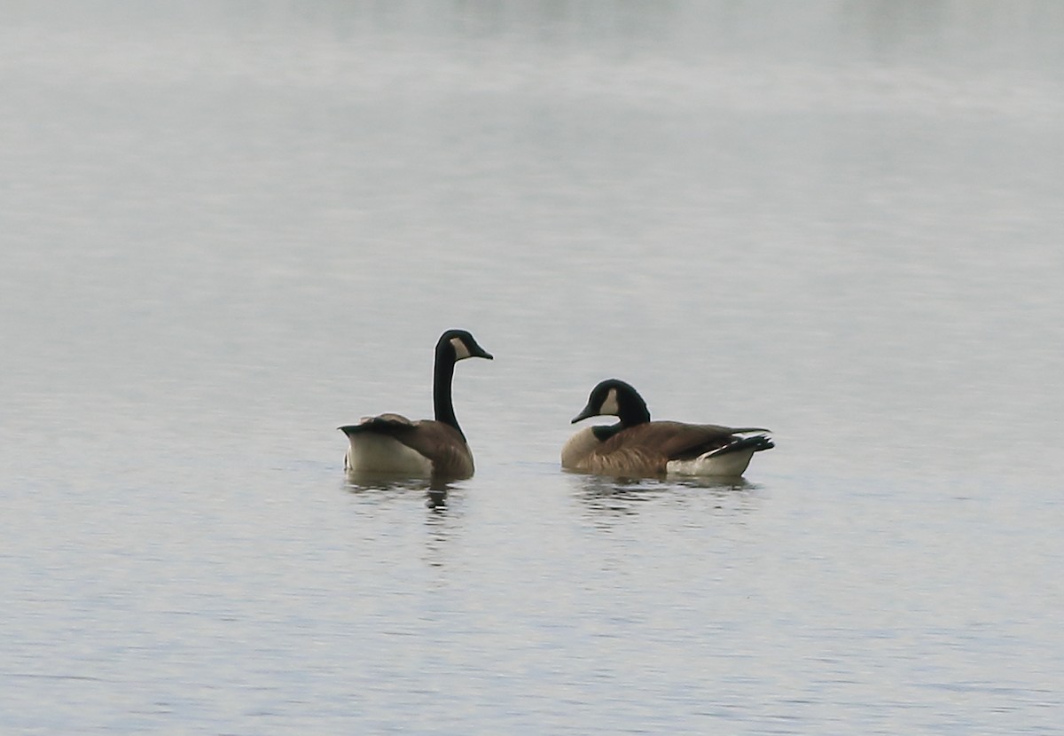 Canada Goose - ML151975431