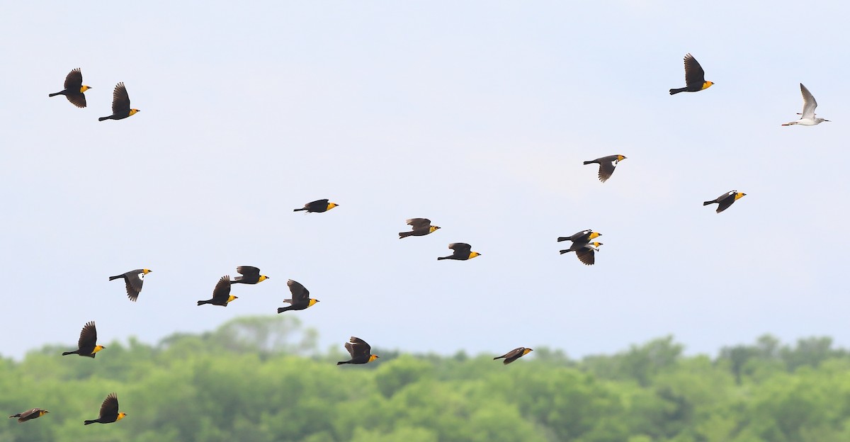 Yellow-headed Blackbird - ML151975721
