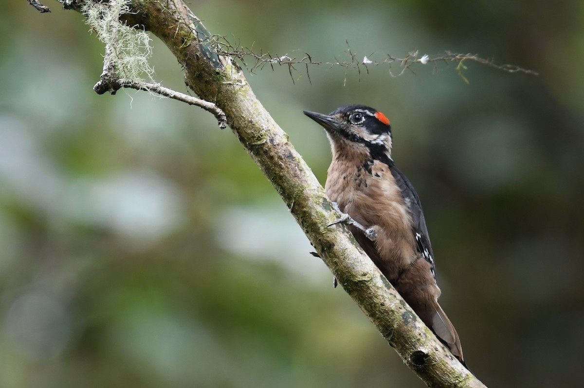 Hairy Woodpecker - ML151975751