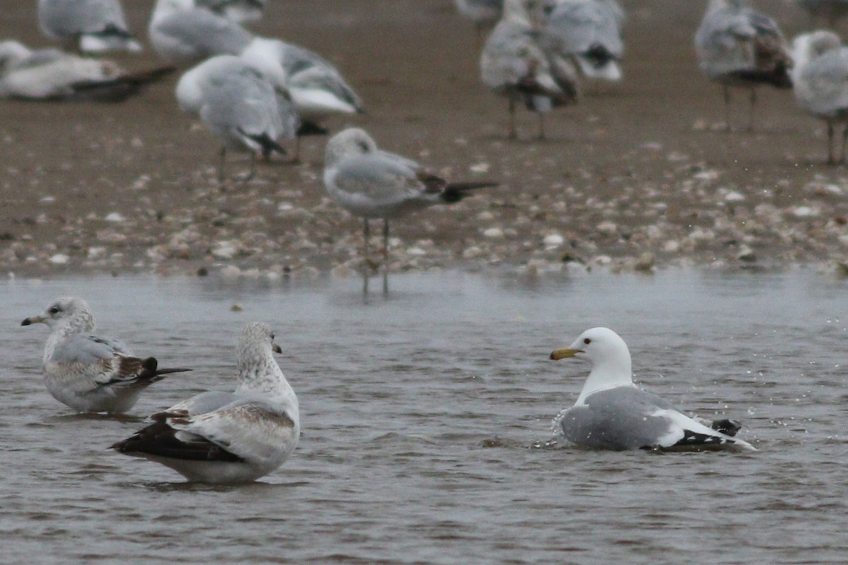 California Gull - ML151976041