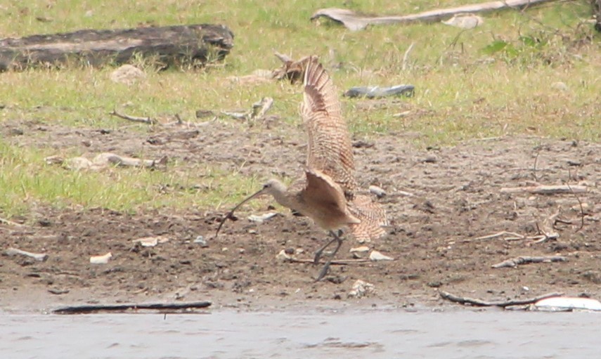 Long-billed Curlew - ML151976151