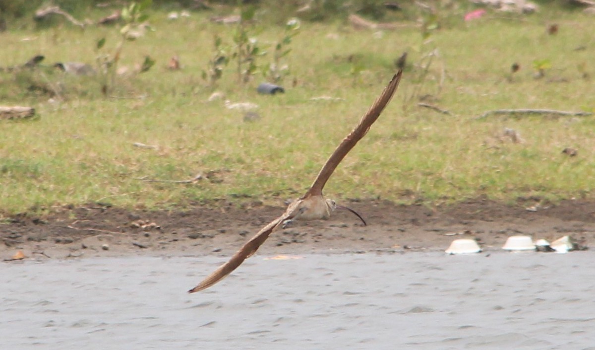 Long-billed Curlew - ML151976161