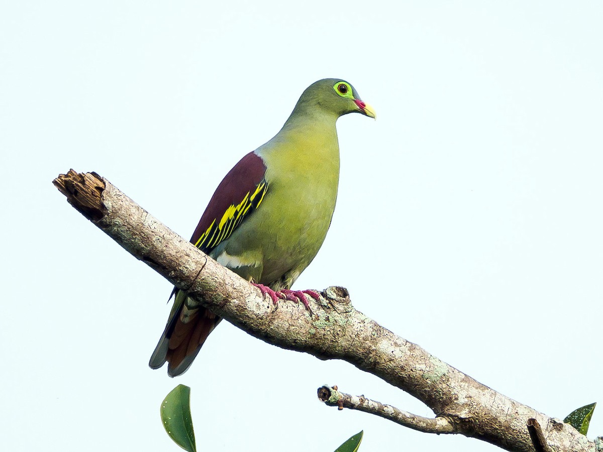 Thick-billed Green-Pigeon - ML151976481