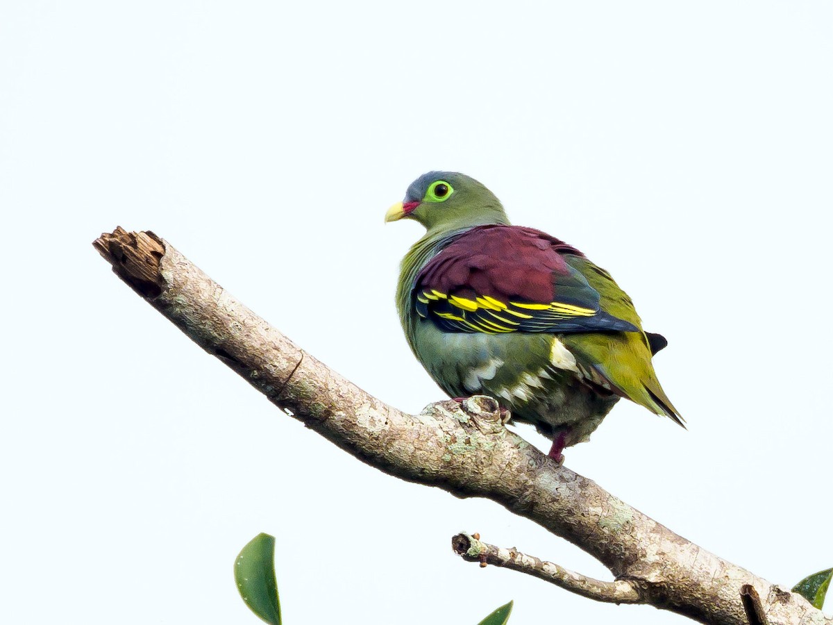 Thick-billed Green-Pigeon - ML151976491