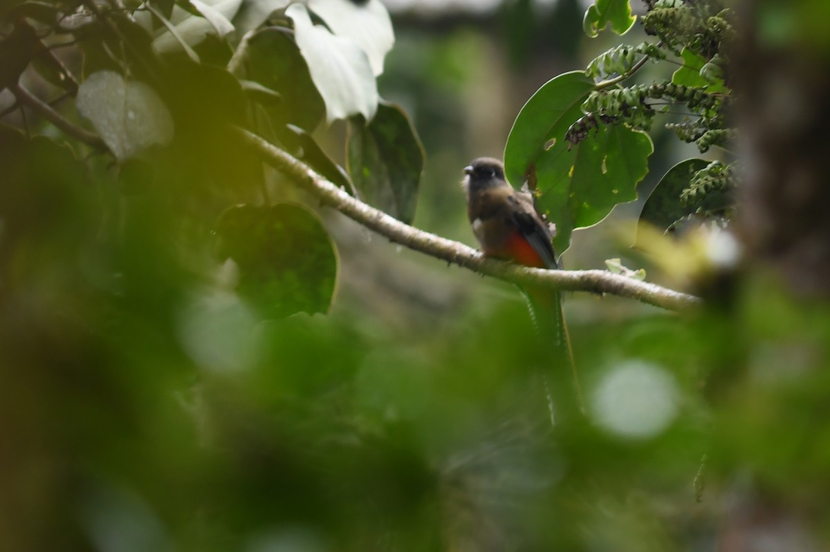 Mountain Trogon - ML151976681