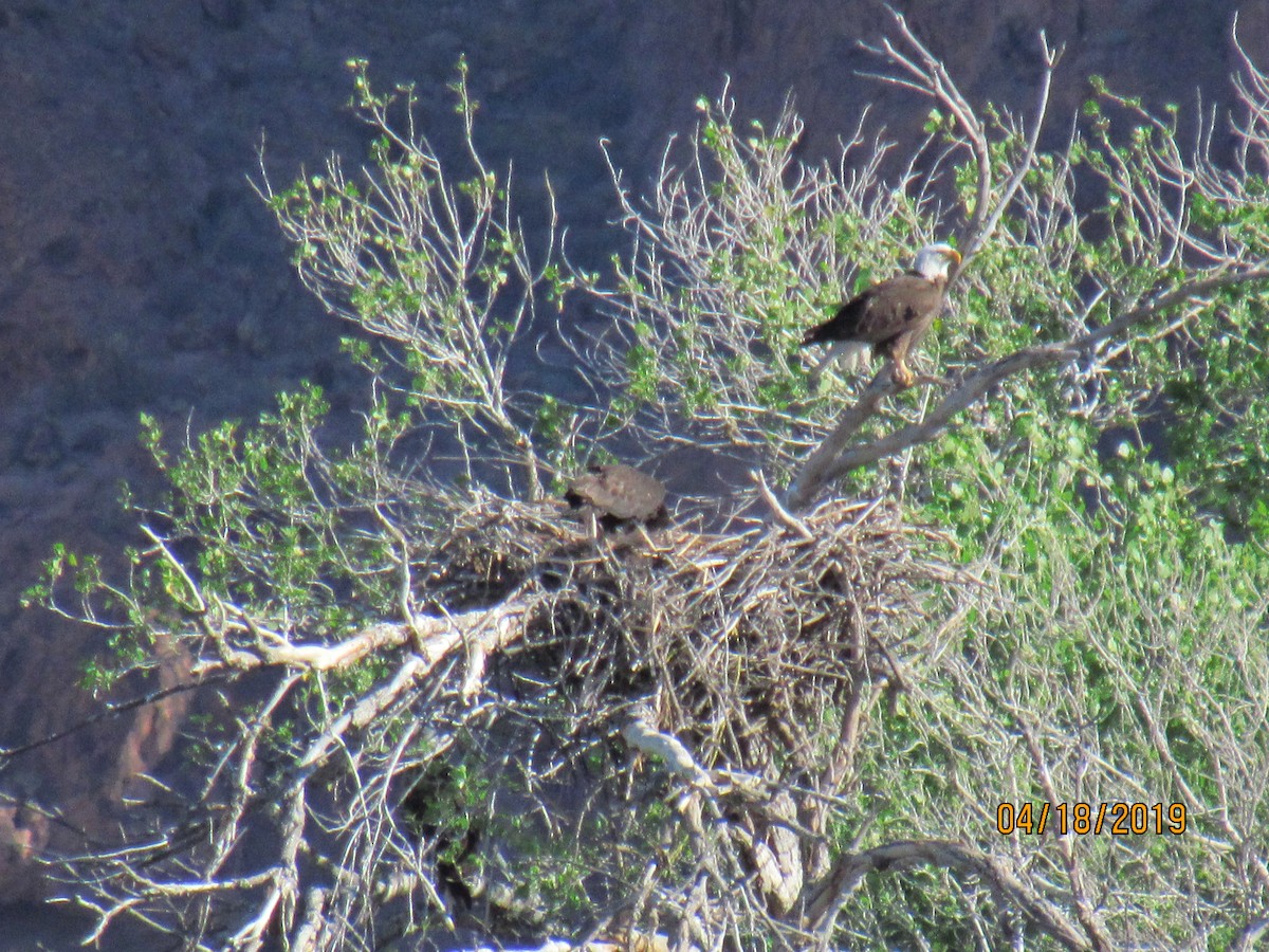 Bald Eagle - roger rohback