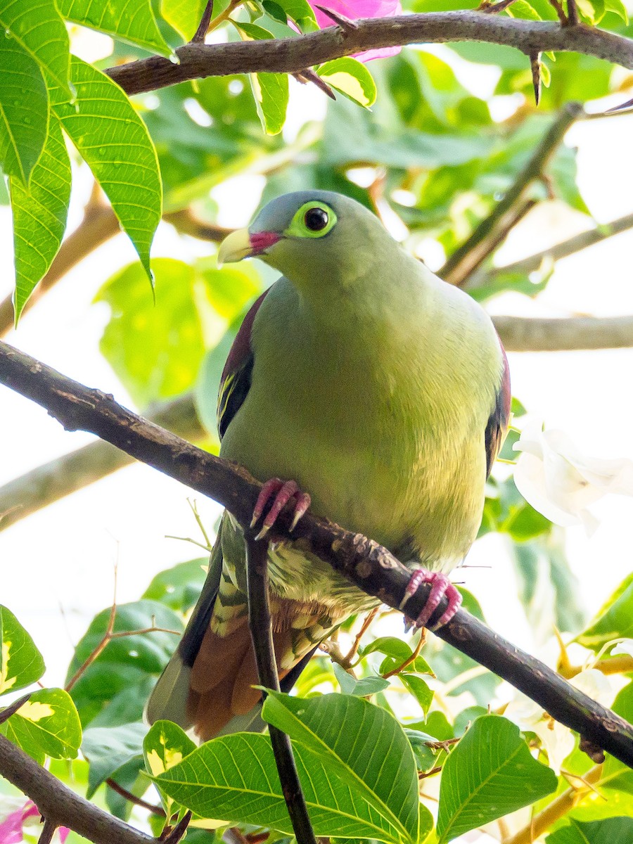 Thick-billed Green-Pigeon - ML151977001