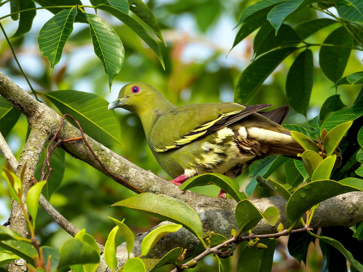 Pink-necked Green-Pigeon - ML151977191