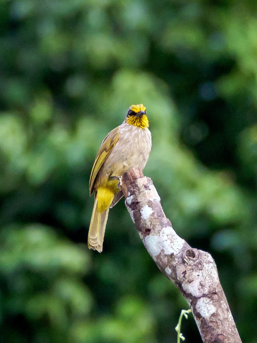 Stripe-throated Bulbul - ML151977531