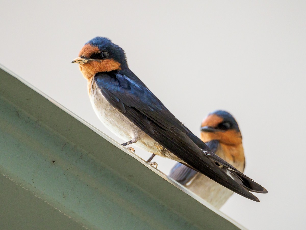 Pacific Swallow - ML151977881