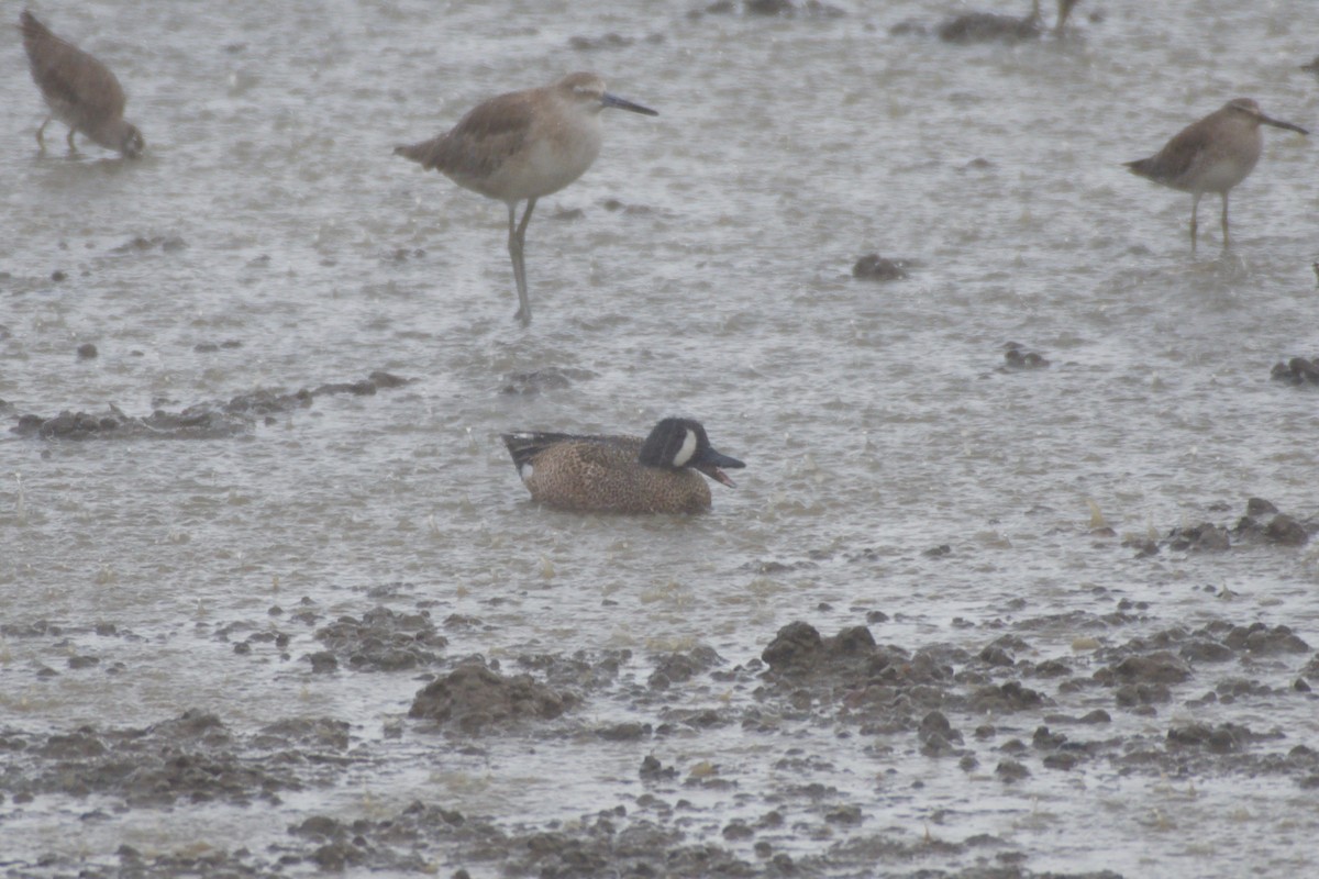 Blue-winged Teal - ML151978371