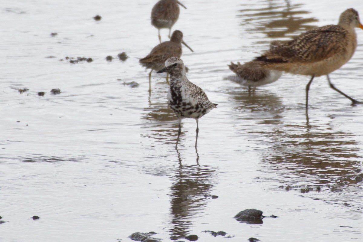 Black-bellied Plover - ML151978491