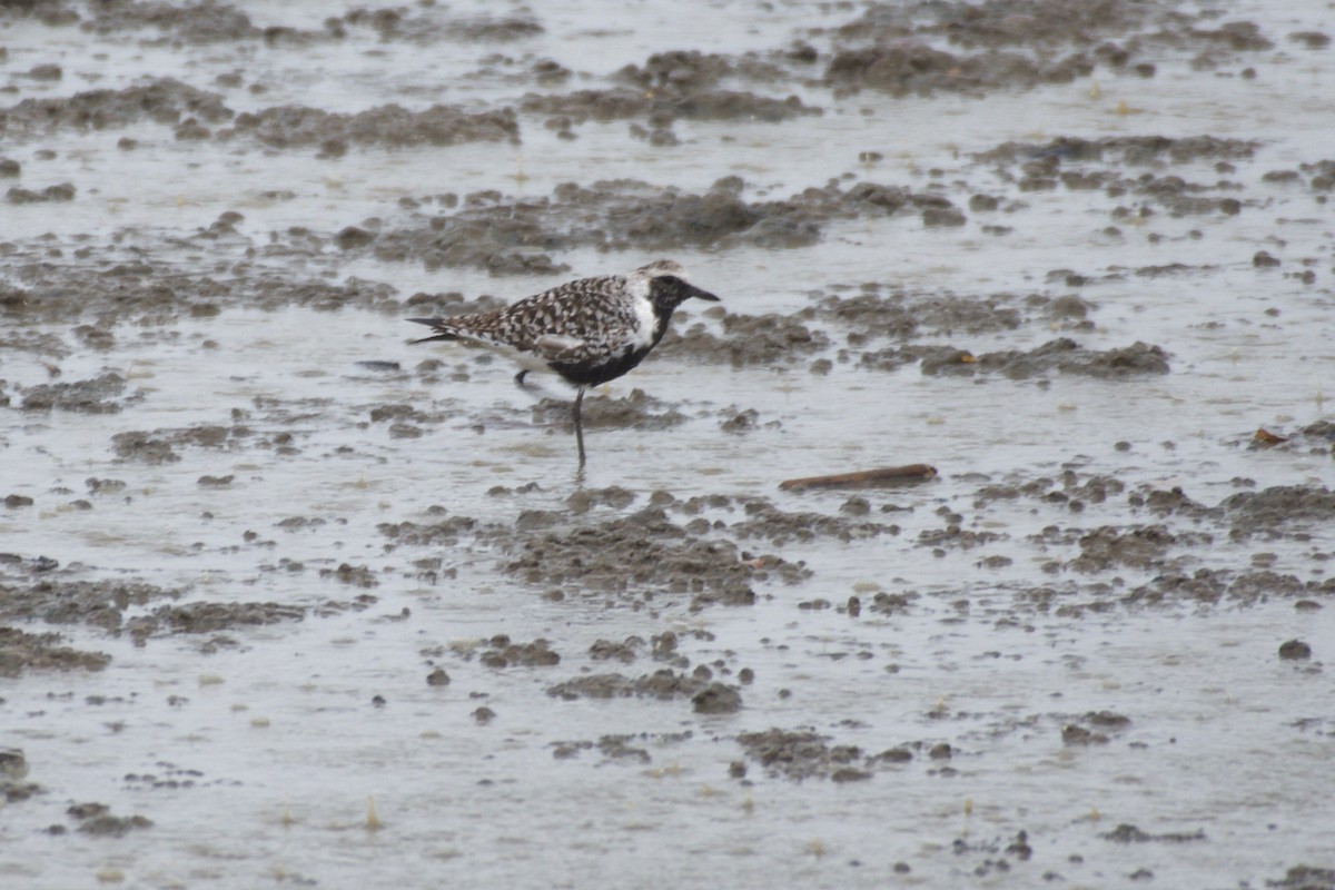 Black-bellied Plover - ML151978511