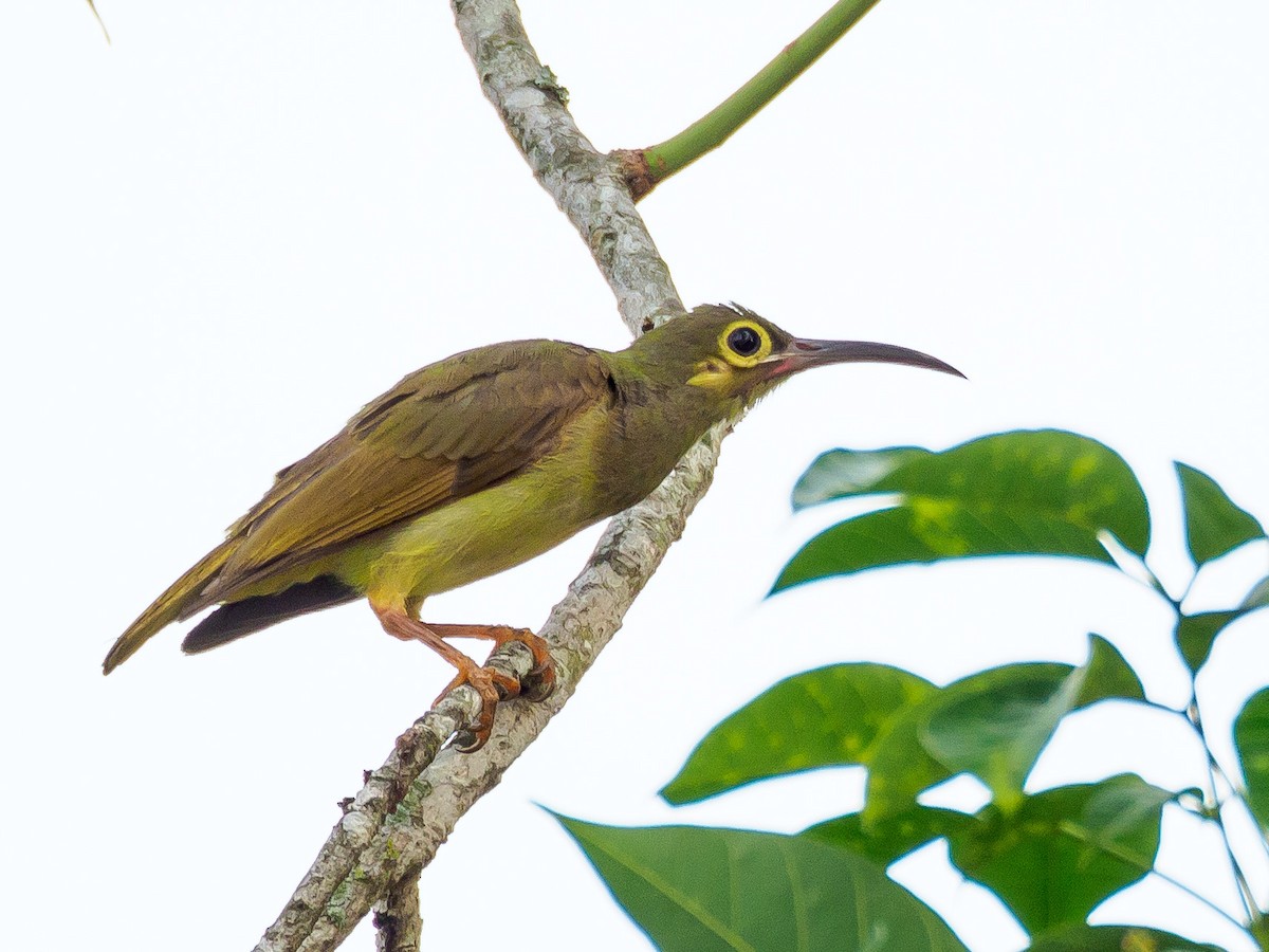 Spectacled Spiderhunter - Karyne Wee