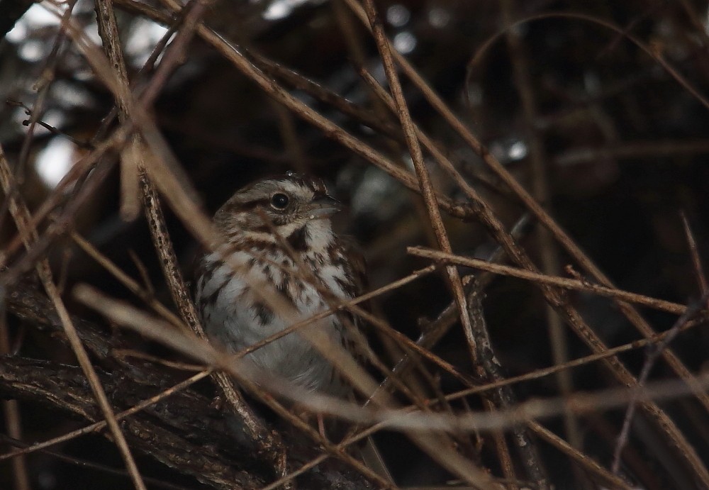 Song Sparrow - Josée Rousseau