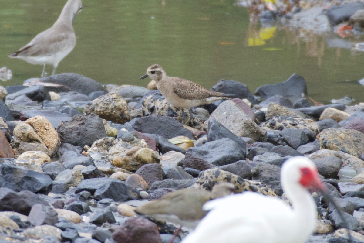 American Golden-Plover - ML151978631