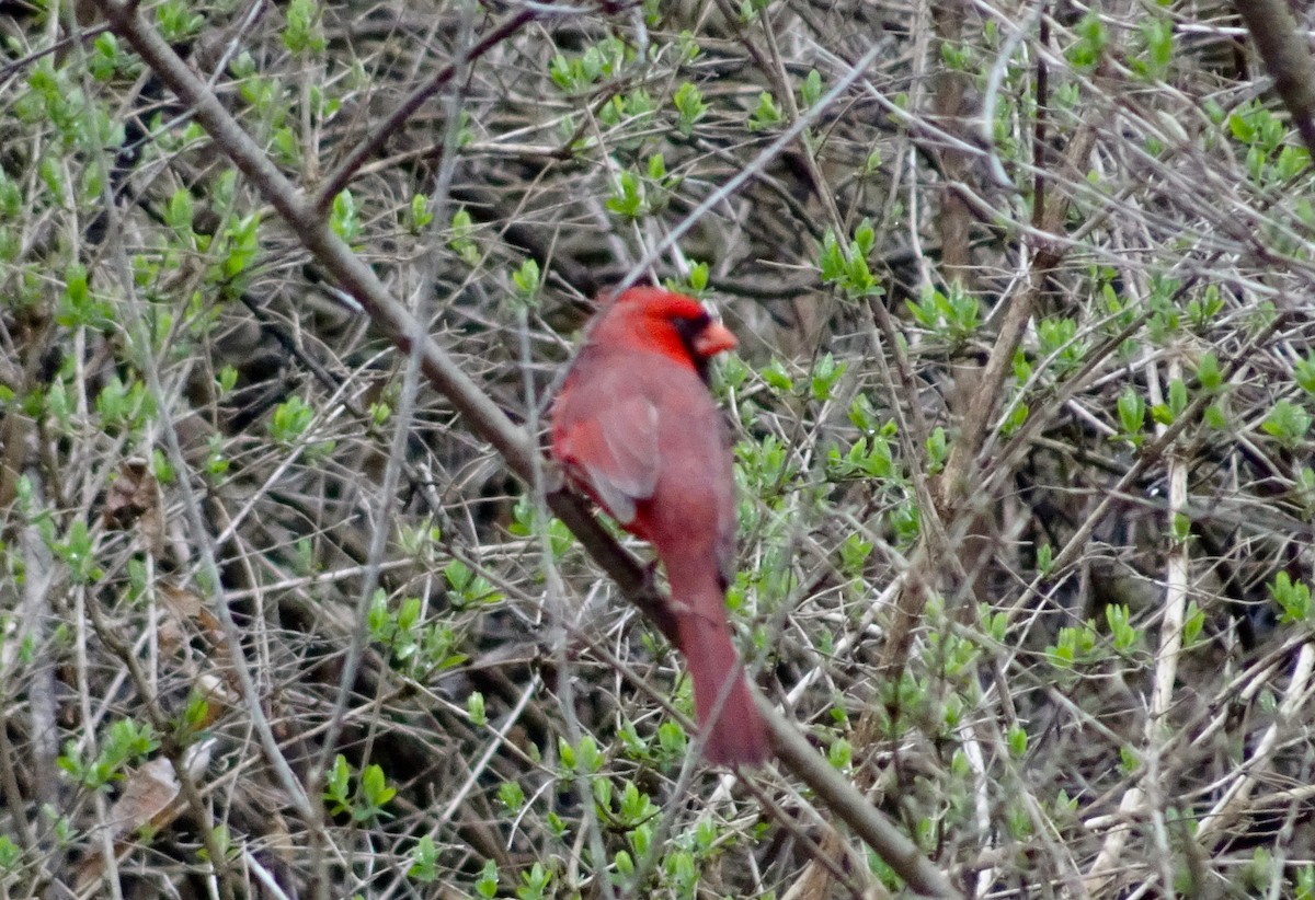 Cardinal rouge - ML151978821