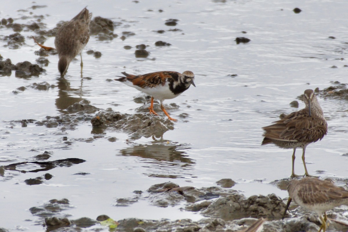 Ruddy Turnstone - ML151978961