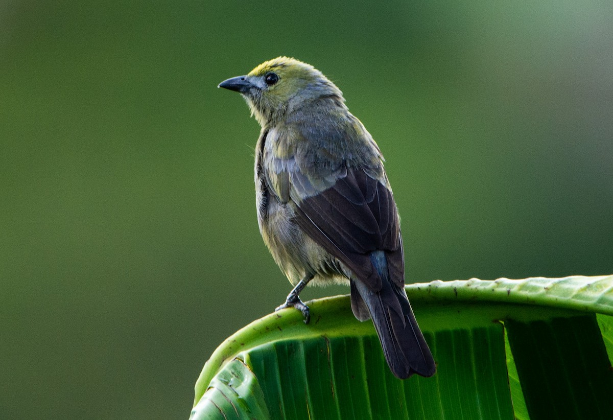 Palm Tanager - Alejandro Alzate Garces