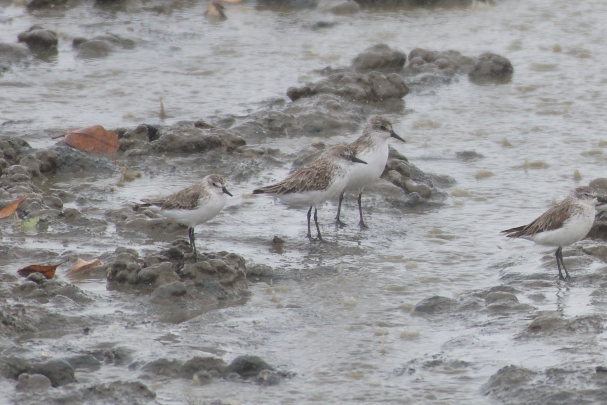 Semipalmated Sandpiper - ML151979181