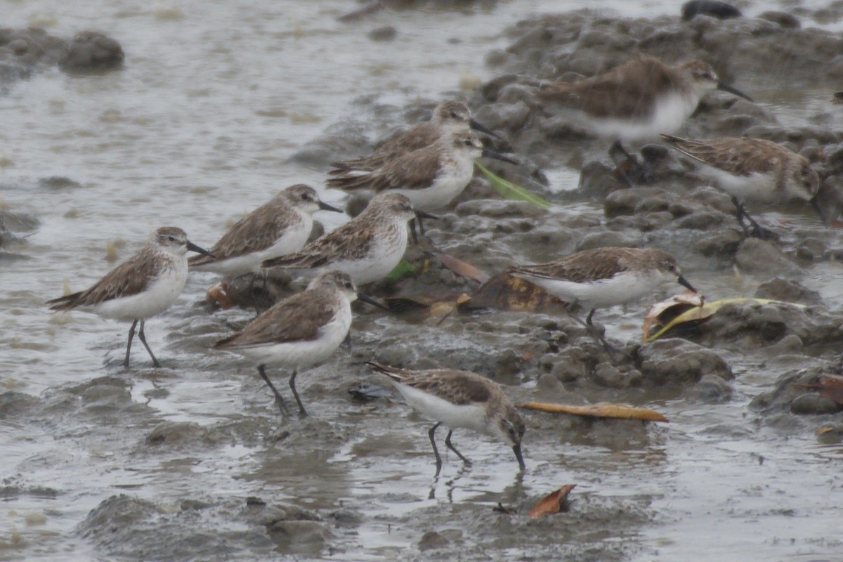 Western Sandpiper - ML151979341