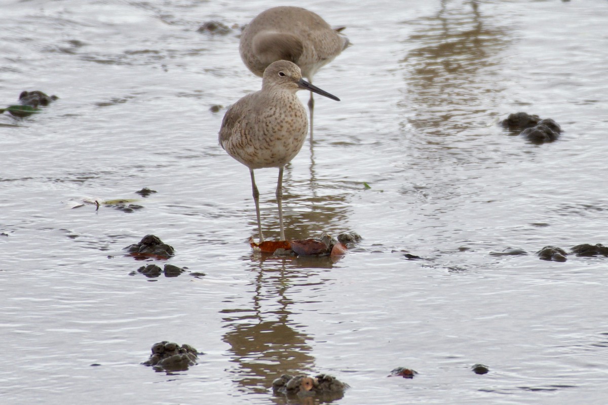 Willet - ML151979661