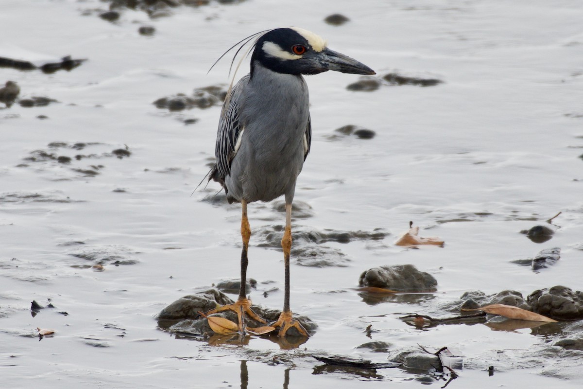 Yellow-crowned Night Heron - ML151979951