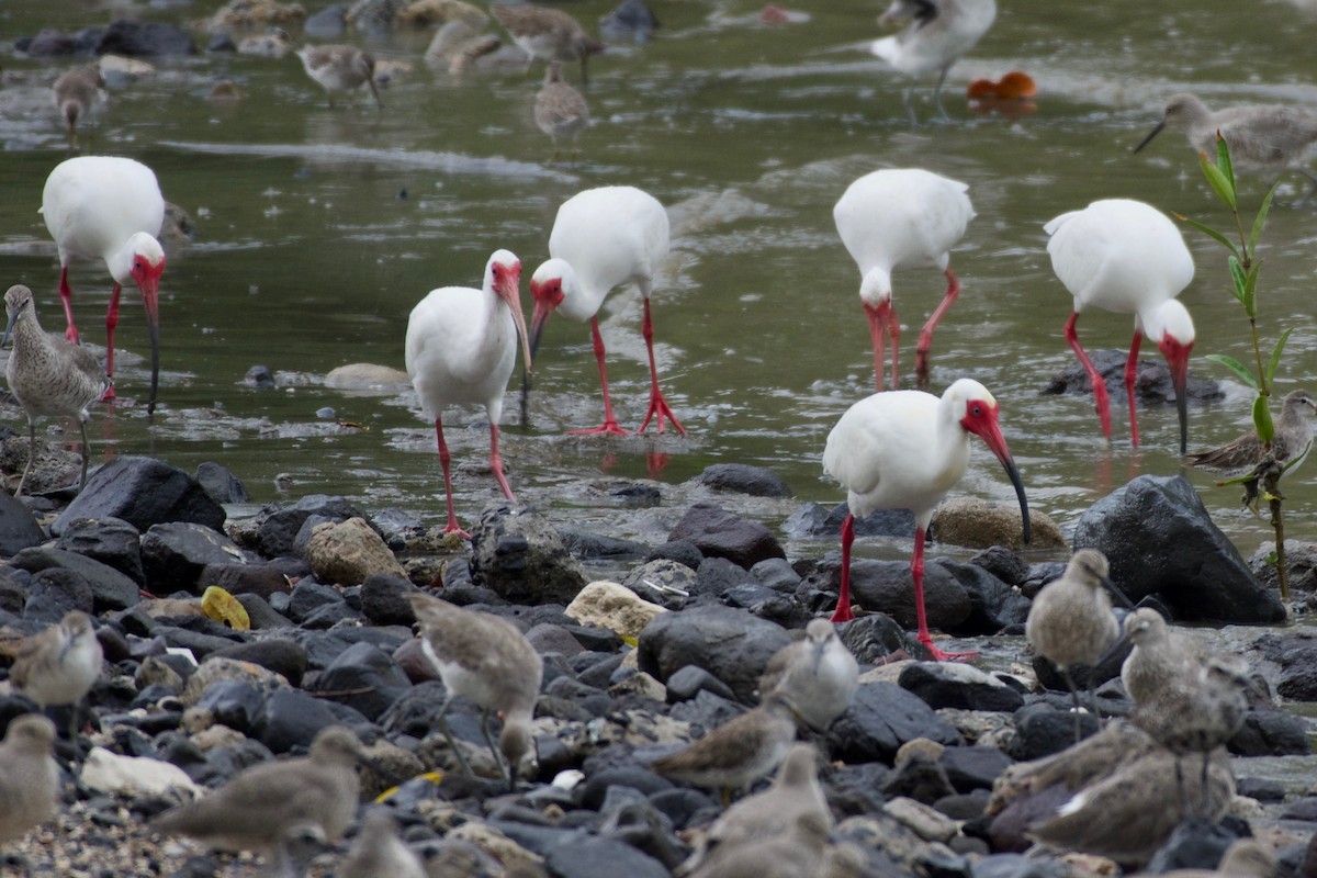 White Ibis - ML151980151