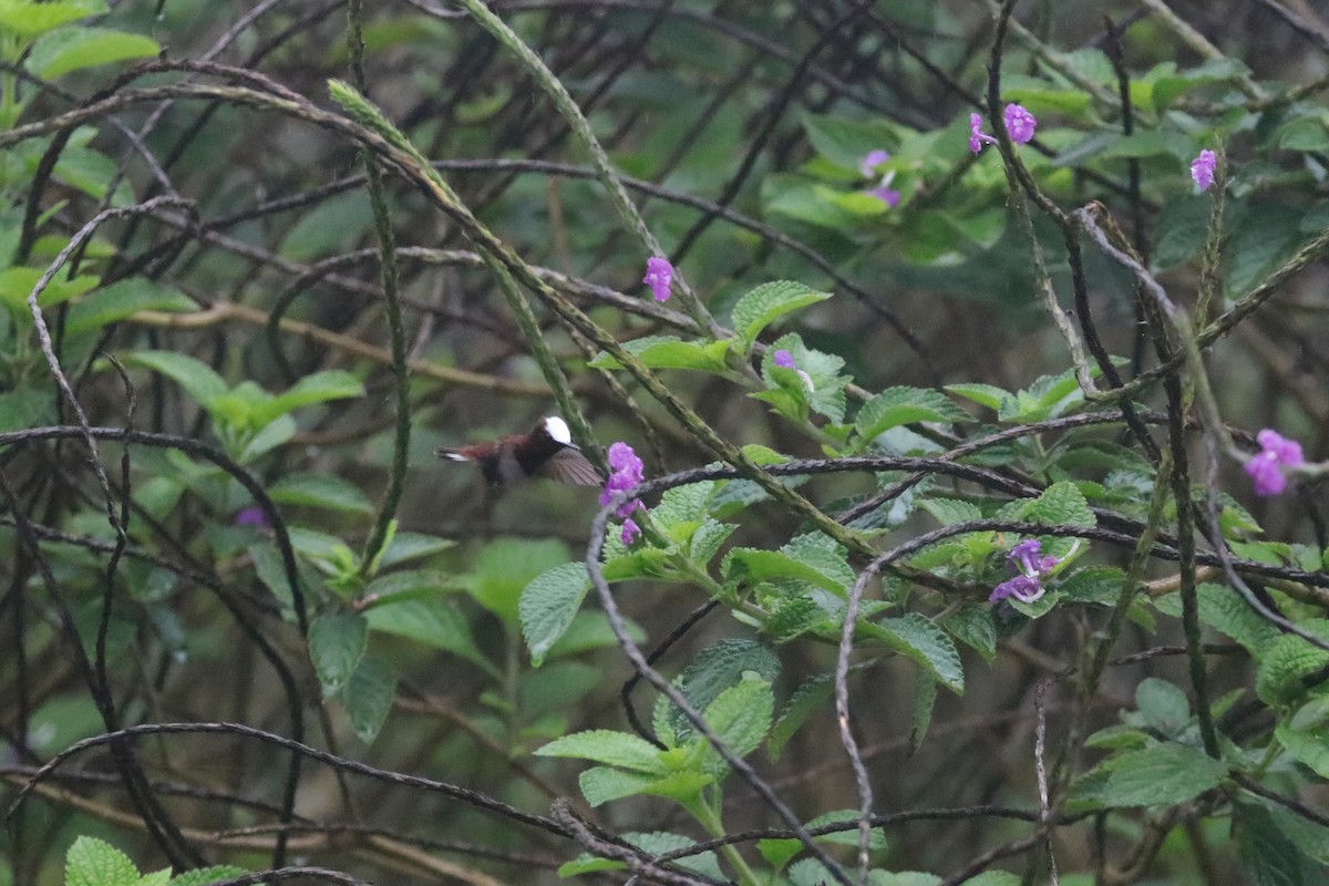 Colibri à coiffe blanche - ML151980361