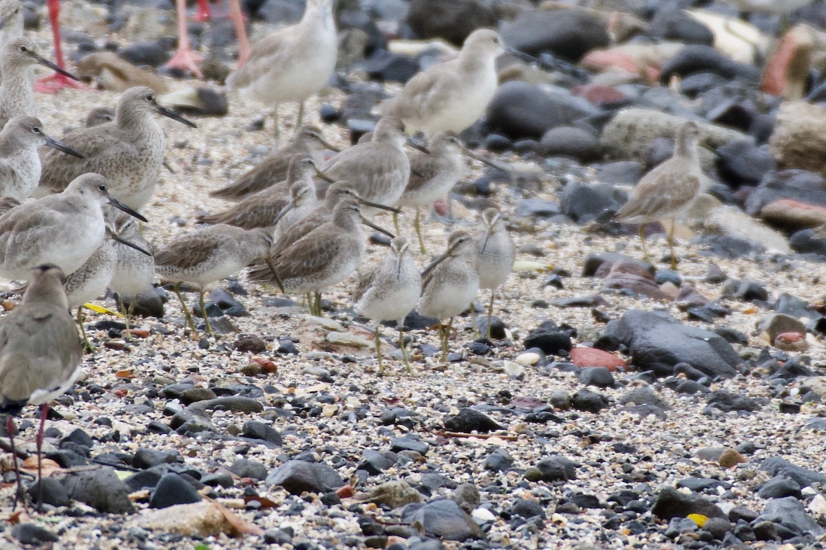 Short-billed Dowitcher - ML151980591