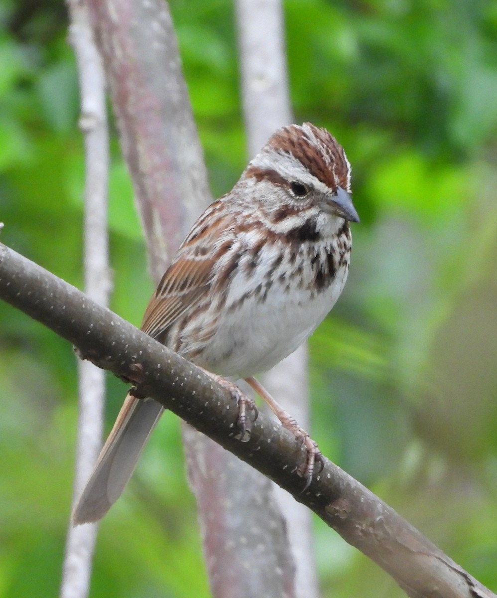 Song Sparrow - Sunil Thirkannad