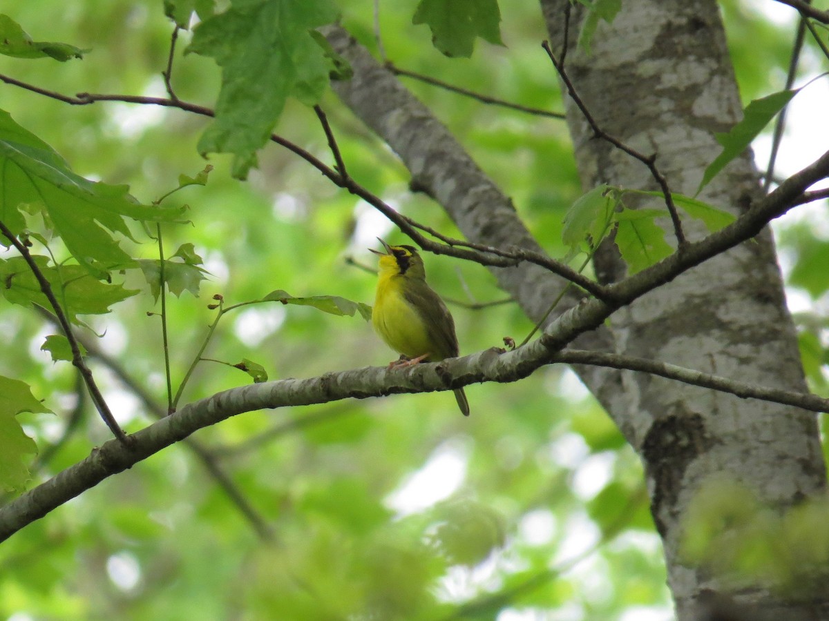Kentucky Warbler - ML151981441