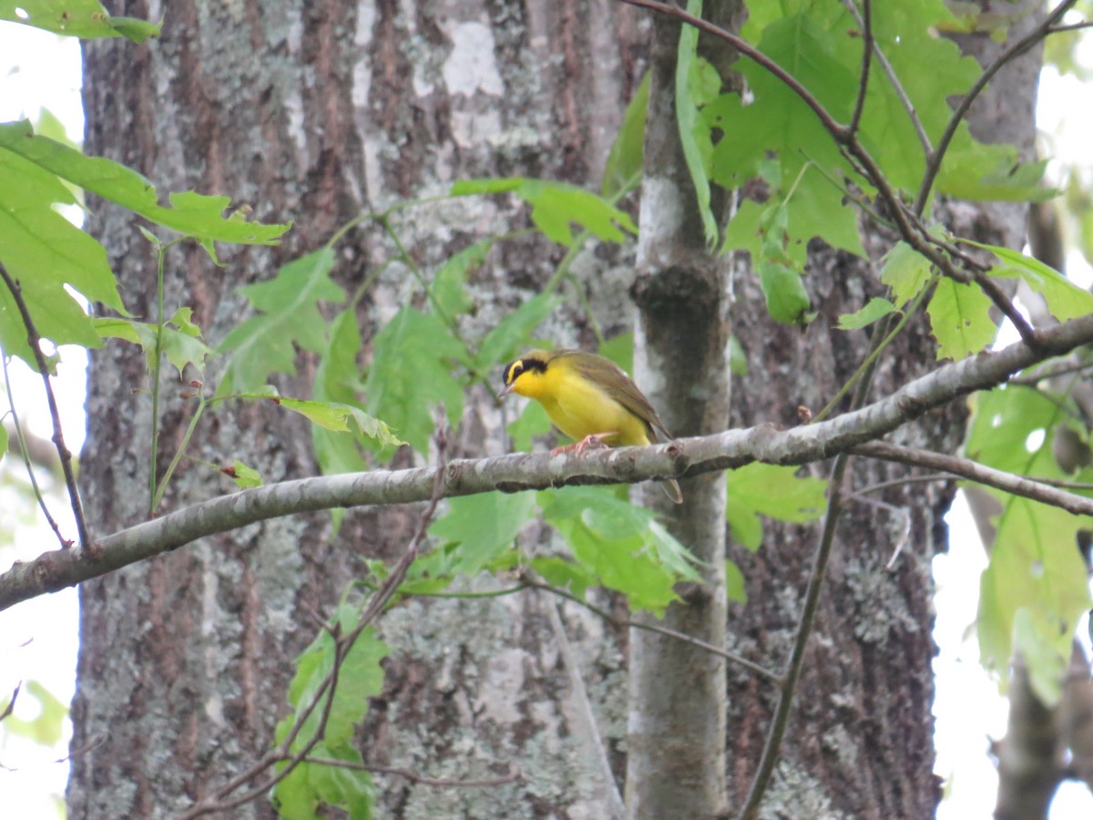 Kentucky Warbler - ML151981461