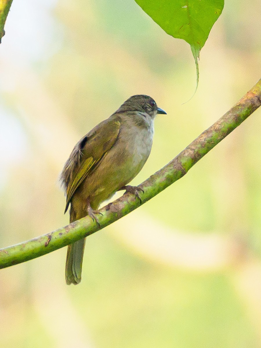 Olive-winged Bulbul - Karyne Wee