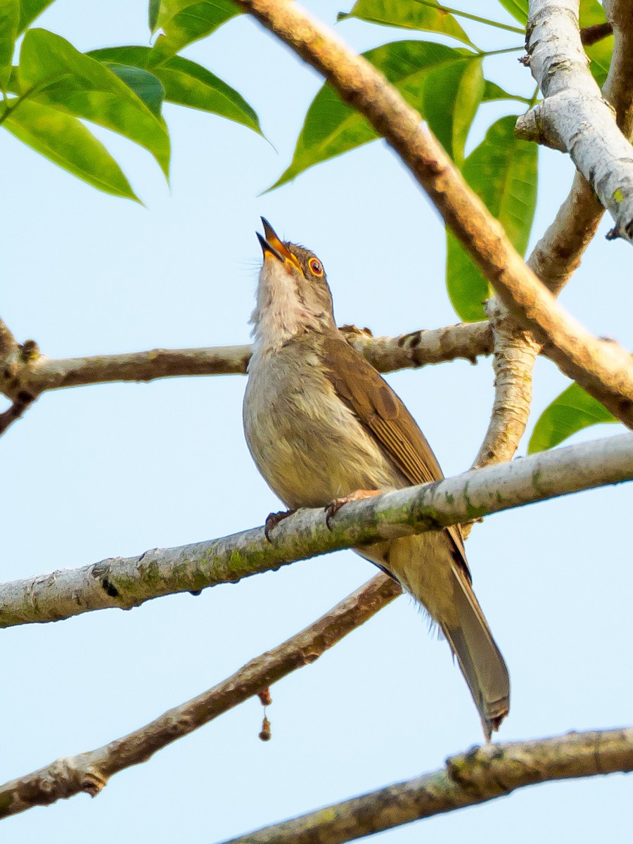 Spectacled Bulbul - Karyne Wee