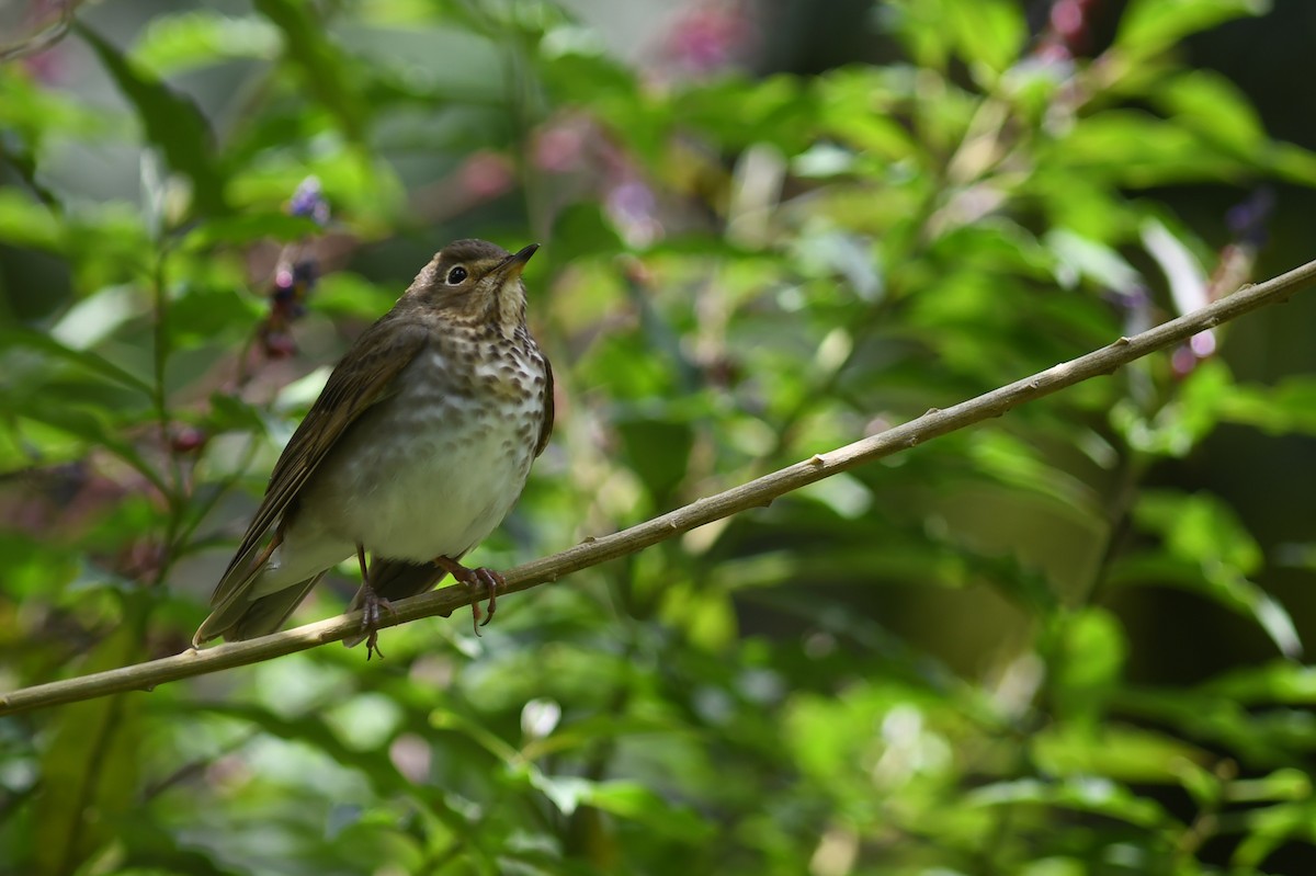 Swainson's Thrush - ML151983271