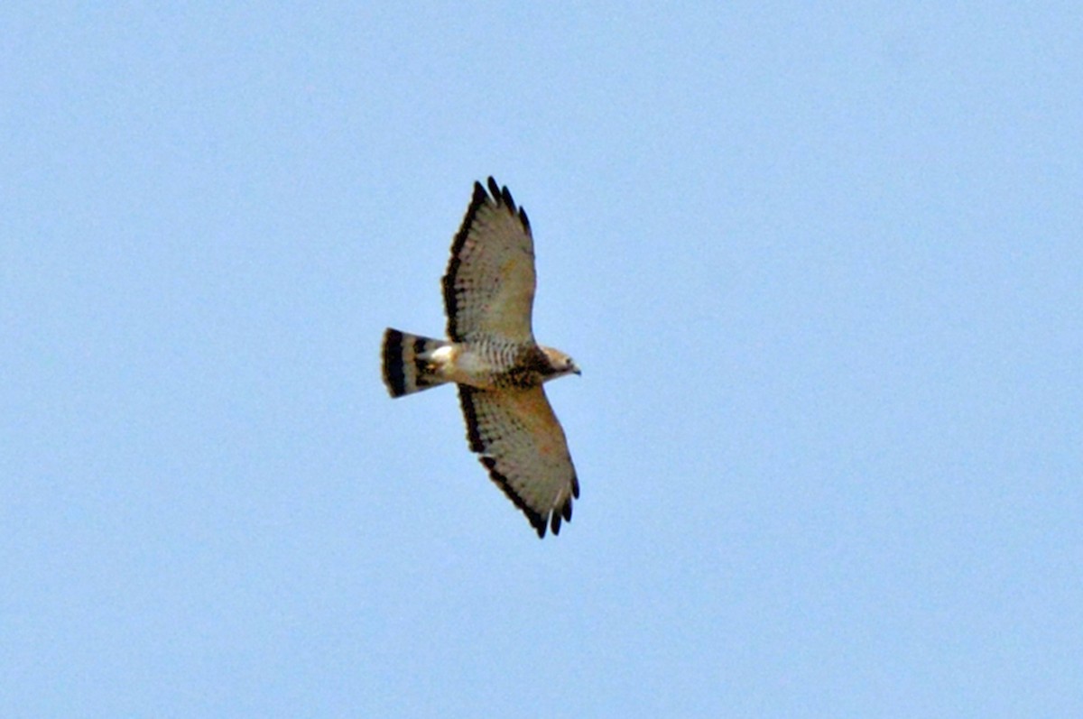 Breitflügelbussard - ML151983321