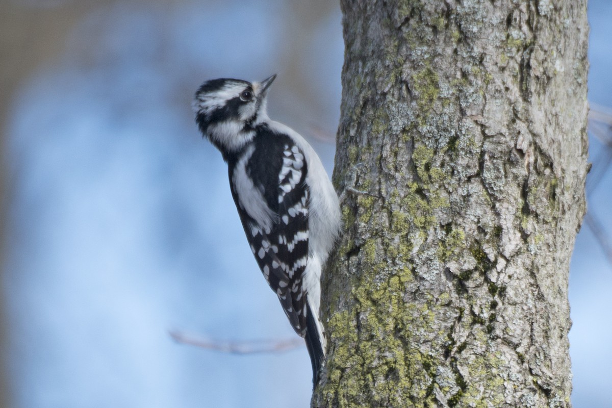 Downy Woodpecker - ML151983441