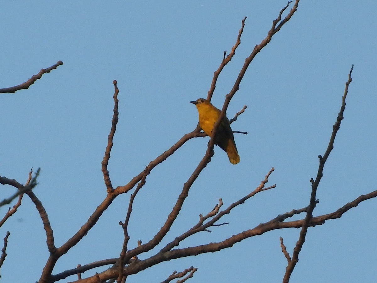 White-lored Oriole - ML151983591