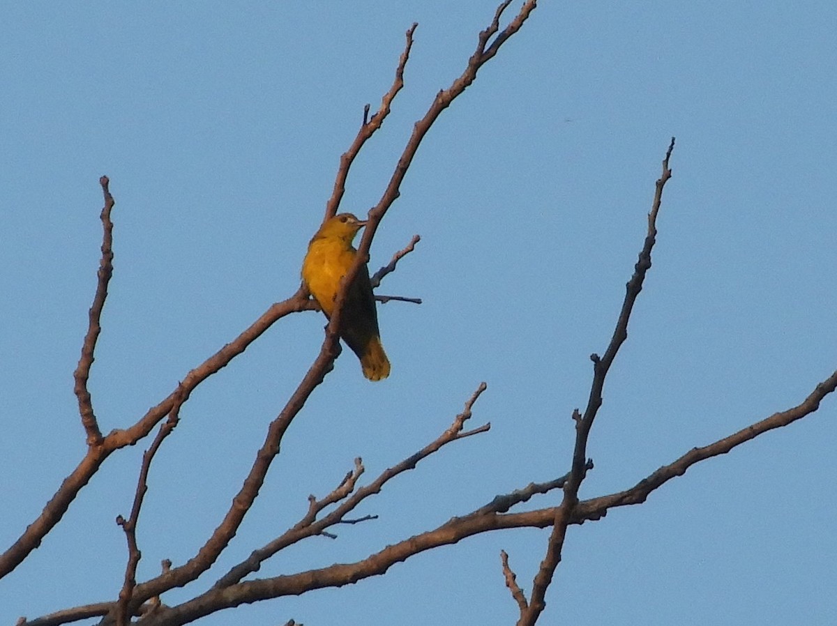 White-lored Oriole - ML151983621