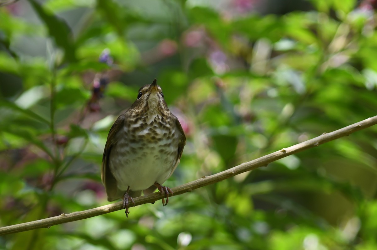 Swainson's Thrush - ML151983771