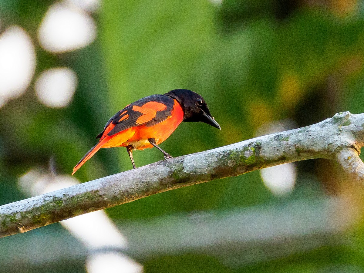 Scarlet Minivet - Karyne Wee