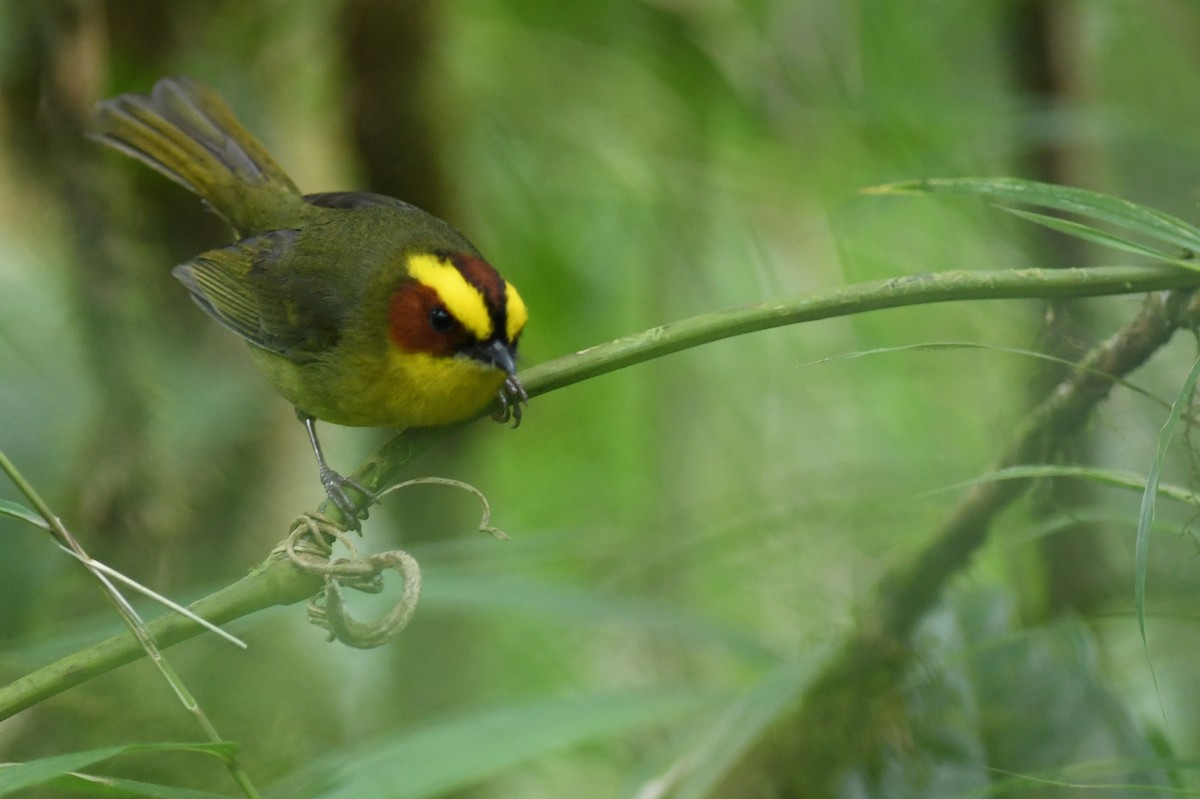 Golden-browed Warbler - ML151984161