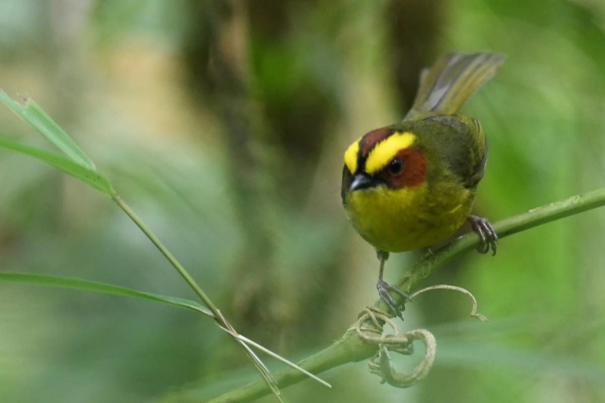 Golden-browed Warbler - ML151984381